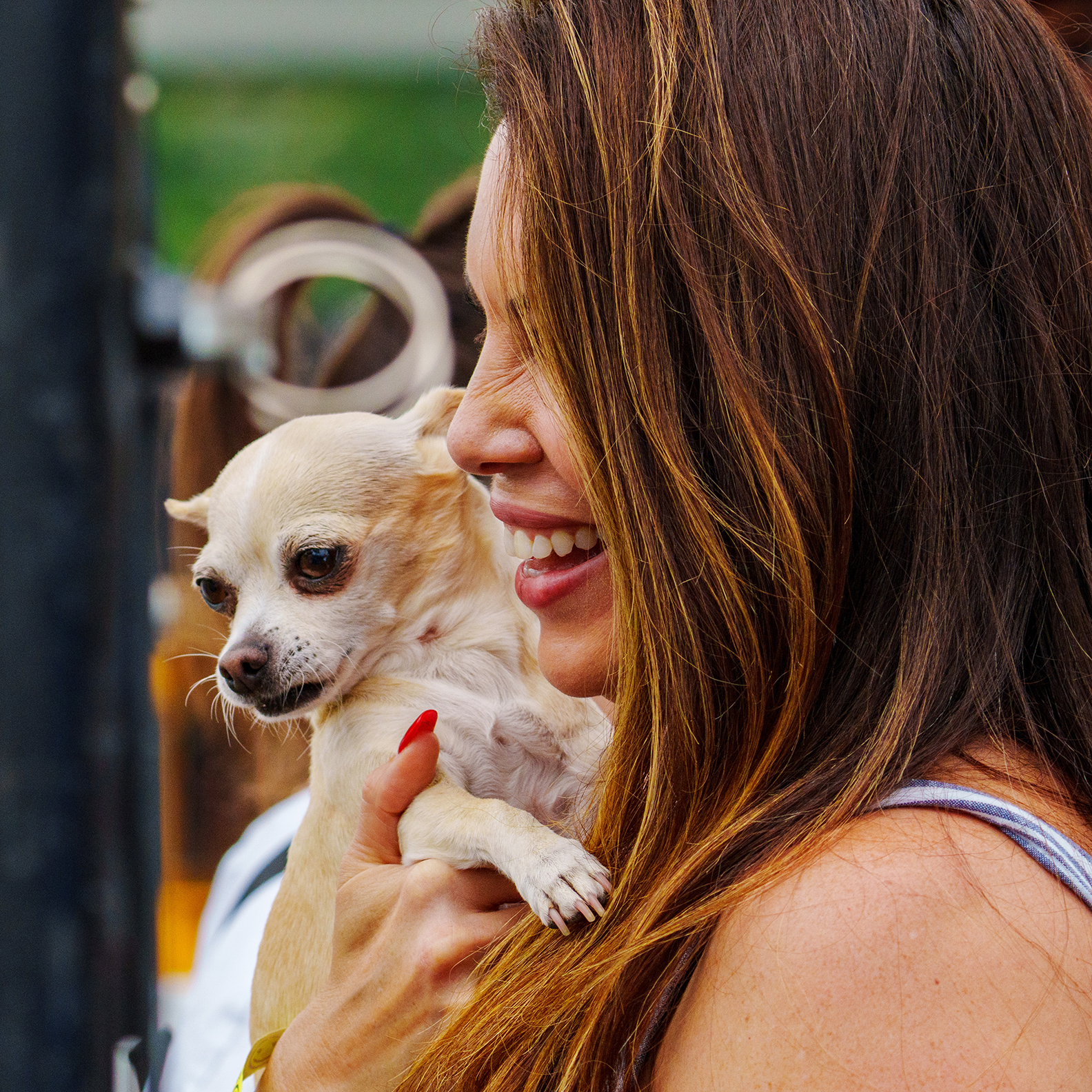 Running of the Chihuahuas